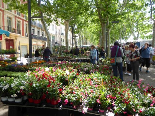 Blumenmarkt in Narbonne